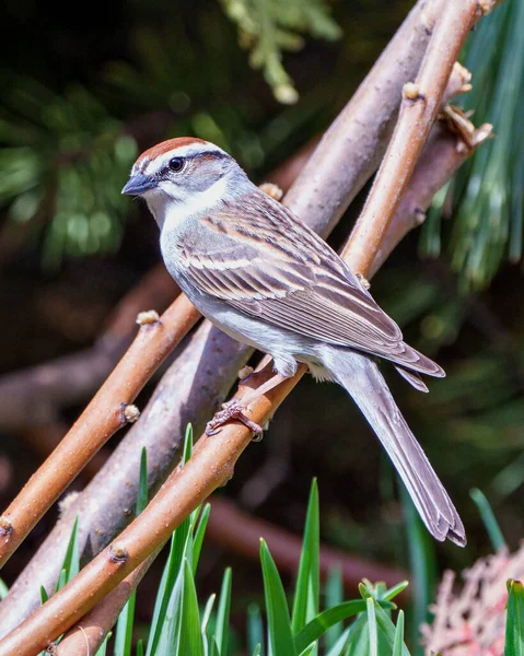 Chipping Sparrow Perched Twig Blur Forest Background Its Environment Habitat — Stock fotografie