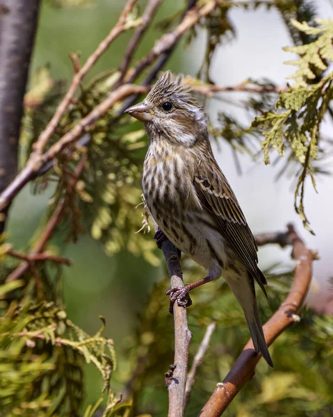 Song Sparrow Perched Coniferous Branch Blur Background Its Environment Habitat — Fotografia de Stock