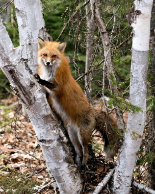 Kırmızı tilki profil görüntüsü huş ağacına tırmanıyor, avını kendi ortamında ve kozalaklı ağaçların arka planında arıyor. Fox Image 'da. Görüntü. Portre. Fotoğraf..