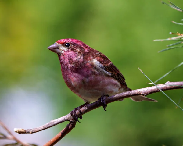 Purple Finch Vista Perfil Close Empoleirado Ramo Exibindo Plumagem Cor — Fotografia de Stock