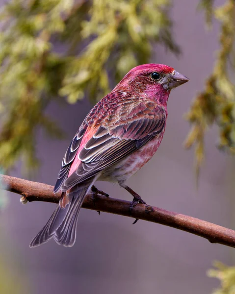 Purple Finch Close Profile View Perched Branch Displaying Red Colour — Stock Photo, Image