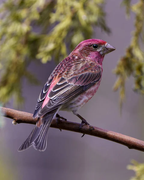 Mor Finch yakın plan profil görüntüsü, kırmızı renk tüyünü gösteren bir dalın üzerine tünemiş, çevresindeki kozalaklı bir dal ve yaşam alanı ile birlikte. Finch Resim ve Portre.