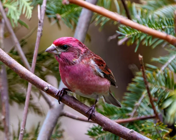 Finch erkek, yakından profil görüntüsü, kırmızı renk tüylerini gösteren bir dala tünemiş, çevresindeki ve çevresindeki kozalaklı bir orman arka planına sahip. Mor Finch Fotoğraf ve Görüntü.
