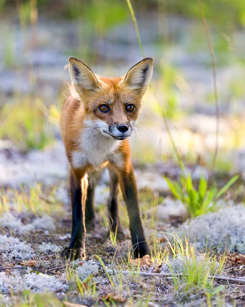 Red Fox Looking Camera Walking White Moss Blur Background Its — стокове фото