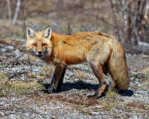 红狐的特写侧视站在苔藓上 其环境和栖息地模糊的森林背景显示浓密的尾巴 狐狸的毛皮 福克斯形象 肖像画 — 图库照片