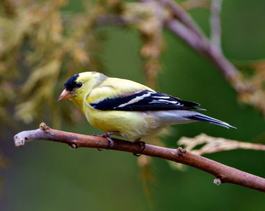Amerikan ispinozunun yakın plan profil görüntüsü, çevresindeki yumuşak bulanık bir arka plan ve sarı tüy tüyünü çevreleyen ve gösteren bir dala tünemiş. Finch Fotoğraf ve Resim.