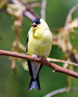 Amerikan ispinozunun yakın plan profil görüntüsü, çevresindeki yumuşak bulanık bir arka plan ve sarı tüy tüyünü çevreleyen ve gösteren bir dala tünemiş. Finch Fotoğraf ve Resim.