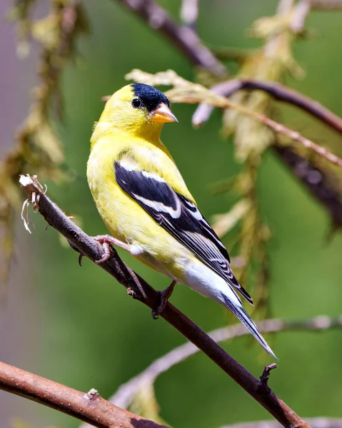 Amerikan ispinozu çevresindeki bir orman arka planına sahip bir dala tünemiş ve sarı tüyünü göstermektedir..