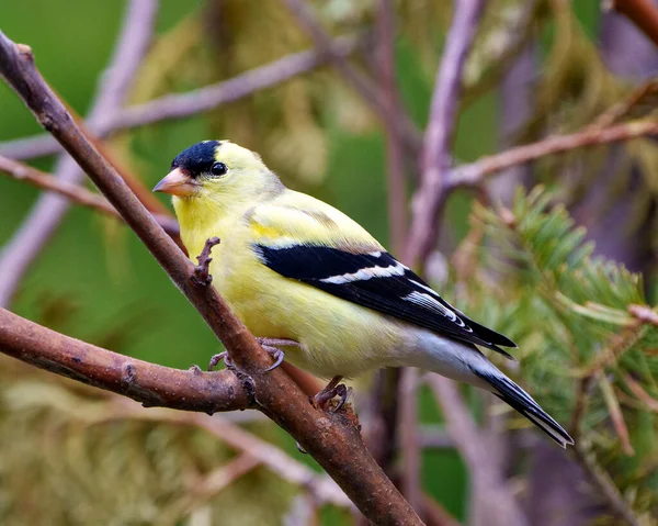 Amerikan ispinozunun yakın plan profil görüntüsü. Çevresindeki kozalaklı dallar ve doğal yaşam alanı sarı tüy tüylerini gösteriyor..