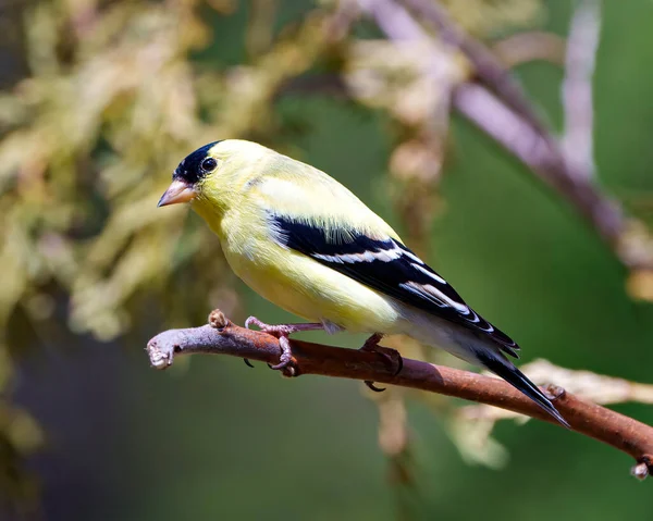 Amerikan ispinozunun yakın plan profil görüntüsü, çevresindeki yumuşak bulanık bir arka plan ve sarı tüy tüyünü çevreleyen ve gösteren bir dala tünemiş. Finch Fotoğraf ve Resim.
