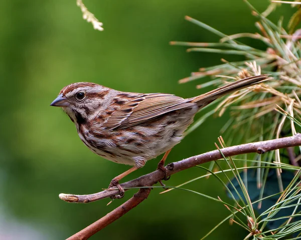 Kahverengi serçe yeşil bulanık arkaplan ile tüy tüyleri gösteren, çevre ve habitat ile tüy kahverengi tüy tüy tüy.