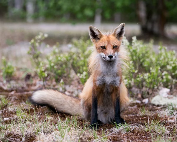 Red Fox Bliska Patrzy Kamerę Rozmytym Tłem Liści Swoim Środowisku — Zdjęcie stockowe