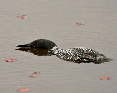 Dalgıç kuşu, çevresi ve habitatında gölde yüzen, kırmızı göz, beyaz ve siyah tüy tüyleri, yeşilimsi boyun. Wetland Image 'daki kaçık. Dalgıç kuşu gölde. Loon Fotoğraf Stoku. 