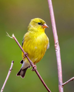 Sarı Warbler kuşu, çevresindeki bulanık arkaplan ve sarı tüyleri gösteren yaşam alanı ile dalın üzerine tünemişti. Warbler Fotoğraf ve Resmi.