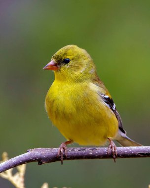Sarı Warbler kuşu, çevresindeki bulanık arkaplan ve sarı tüyleri gösteren yaşam alanı ile dalın üzerine tünemişti. Warbler Fotoğraf ve Resmi.