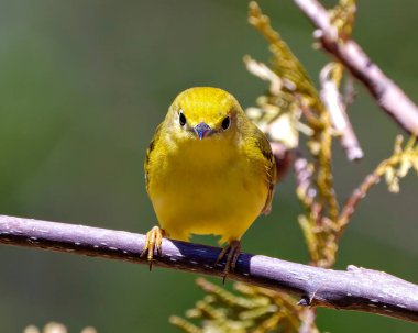 Sarı Warbler kuşu, çevresindeki bulanık arkaplan ve sarı tüyleri gösteren yaşam alanı ile dalın üzerine tünemişti. Warbler Fotoğraf ve Resmi.