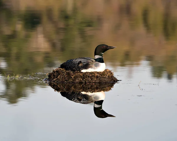 Loon Nesting Its Nest Marsh Grasses Mud Water Lake Shore — Stock Fotó