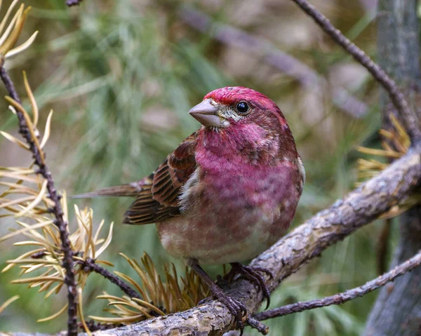 Mor Finch yakın plan profil görüntüsü, kırmızı renk tüylerini gösteren bir dala tünemiş, çevresindeki bulanık orman arka planı ve yaşam alanı ile birlikte. Finch Fotoğraf ve Resim.