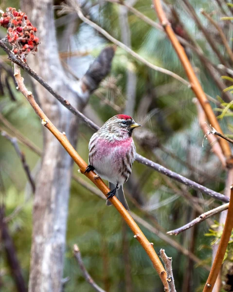 Encuesta Roja Vista Del Perfil Primer Plano Finch Temporada Invierno —  Fotos de Stock