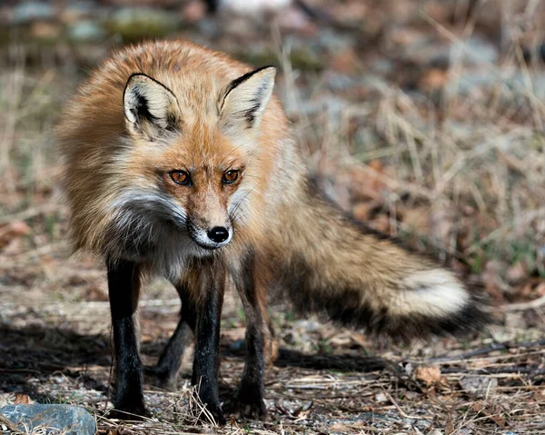 春季红狐特写 背景模糊 在其环境和栖息地显示狐狸尾巴 福克斯形象 — 图库照片