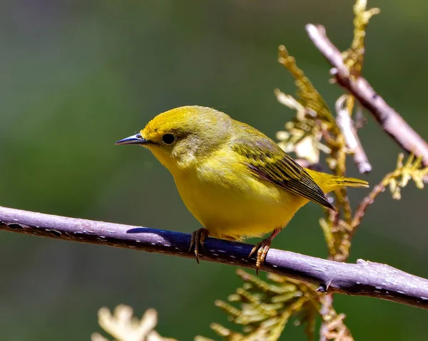 Sarı Warbler kuşu, çevresindeki bulanık arkaplan ve sarı tüyleri gösteren yaşam alanı ile dalın üzerine tünemişti. Warbler Fotoğraf ve Resmi.