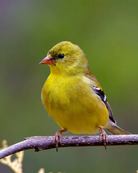Sarı Warbler kuşu, çevresindeki bulanık arkaplan ve sarı tüyleri gösteren yaşam alanı ile dalın üzerine tünemişti. Warbler Fotoğraf ve Resmi.