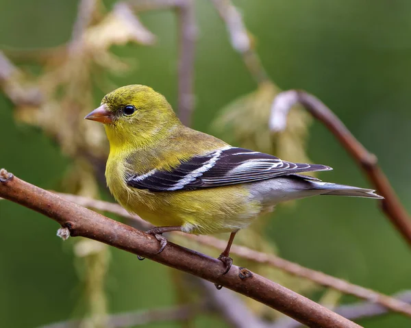 Sarı Warbler kuşu, çevresindeki bulanık arkaplan ve sarı tüyleri gösteren yaşam alanı ile dalın üzerine tünemişti. Warbler Fotoğraf ve Resmi.
