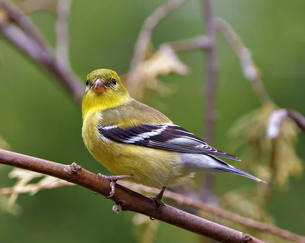Sarı Warbler kuşu, çevresindeki bulanık arkaplan ve sarı tüyleri gösteren yaşam alanı ile dalın üzerine tünemişti. Warbler Fotoğraf ve Resmi.