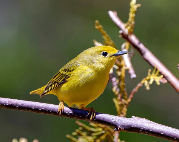 Sarı Warbler kuşu, çevresindeki bulanık arkaplan ve sarı tüyleri gösteren yaşam alanı ile dalın üzerine tünemişti. Warbler Fotoğraf ve Resmi.