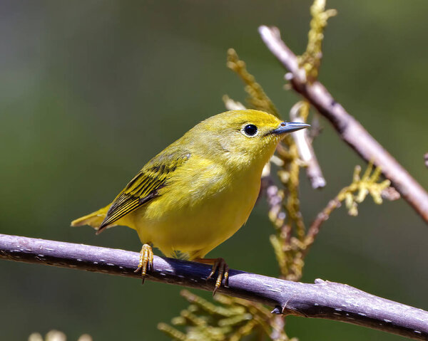 Yellow Warbler bird perched on branch with blur background in its environment and habitat surrounding displaying yellow plumage feather. Warbler Photo and Image.