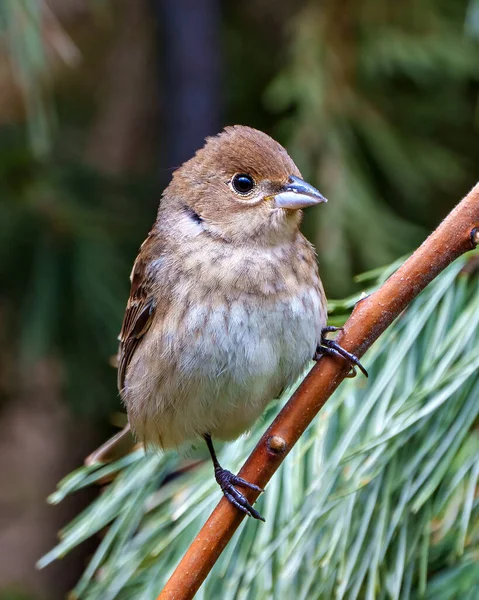 스패로우는 서식지에서 가지에 House Brown Sparrow Image Photo 침엽수 — 스톡 사진