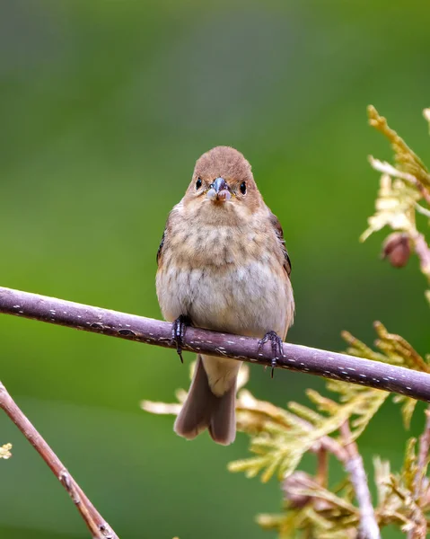 스패로우는 서식지에서 가지에 House Brown Sparrow Image Photo 침엽수 — 스톡 사진