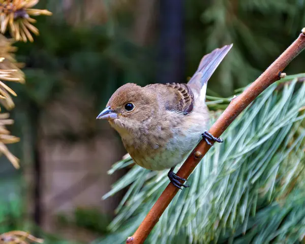 Sparrow Close Perched Branch Blur Coniferous Background Its Environment Habitat — Stock Photo, Image