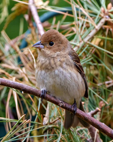 스패로우는 서식지가 나뭇가지에 House Brown Sparrow Image Photo — 스톡 사진