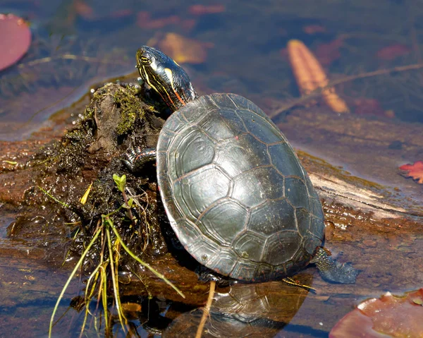 Painted Turtle standing on a mud log and water lily pads in a wetland environment and habitat surrounding. Turtle Photo and Image.