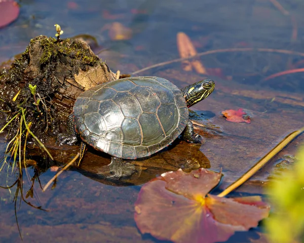 Schilderde Schildpad Staand Een Modderlogboek Waterlelie Pads Een Wetland Omgeving — Stockfoto