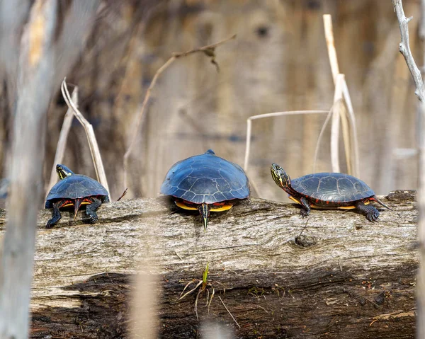 Painted Turtles standing on a mud log and water lily pads in a wetland environment and habitat surrounding. Turtle Photo and Image. Three turtles.