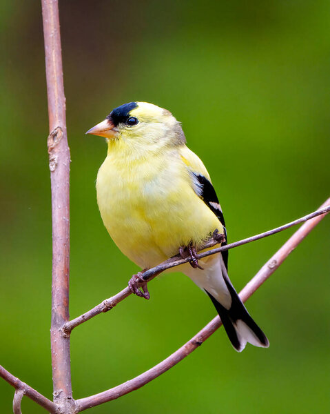 American Goldfinch close-up profile view, perched on a branch with a blur green background in its environment and habitat surrounding and displaying its yellow feather plumage. Finch Photo and Image.