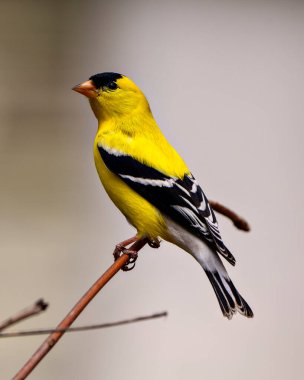 Amerikan ispinozu erkek ispinozu, çevresindeki beyaz arka plan ve sarı tüy tüylerini gösteren bir dalın üzerine tünemiş. Finch Fotoğraf ve Resim.