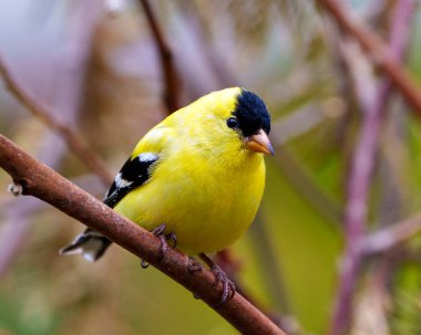 Amerikalı Goldfinch erkek ispinozu, çevresindeki bulanık bir orman arka planına sahip bir dala tüy tüyünü sarmış ve sergiliyor. Finch Fotoğraf ve Resim.