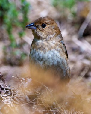 Serçe, çevresindeki bulanık bir arka plan ve yaşam ortamı ile yakın plan çekimde. Kahverengi Serçe.