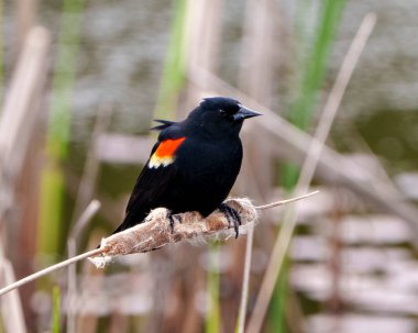 Kırmızı kanatlı karatavuk yakından profil görüntüsü, çevresi ve çevresi bulanık bir bitki örtüsüne tünemiş. Blackbird Fotoğraf ve Görüntü.