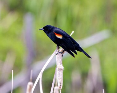 Kırmızı kanatlı karatavuk yan görüntüsü, çevresindeki bulanık arka plan ve yaşam ortamı ile bir yayın kuyruğu bitkisinin üzerine tünemiş. Blackbird Fotoğraf ve Görüntü.