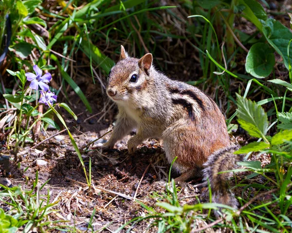 Streifenhörnchen Auf Dem Feld Mit Braunem Fell Körper Kopf Auge — Stockfoto