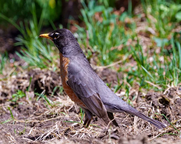 American Robin bird standing on ground and foraging for food with blur background in its environment and habitat surrounding displaying plumage feather. Robin Photo and Image.