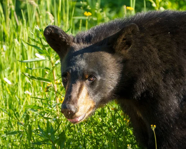 Black bear head close-up in the field looking at the camera, displaying head, ears, eyes, nose, muzzle,  in its surrounding habitat and environment with a green foliage background. Bear Portrait.
