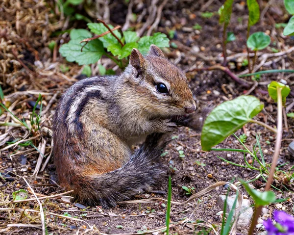 フィールド内のチプムンク動物は その尾をきれいにし その環境や生息環境で 茶色の毛皮 足を表示します — ストック写真