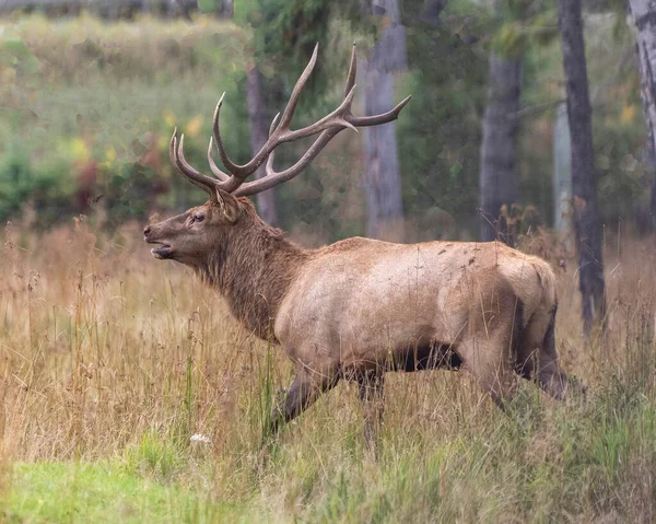 Elk Male Close Profile View Forest Blur Forest Background Displaying — Stock Photo, Image