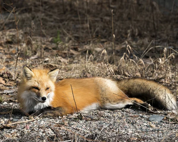 Red Fox Close Resting Ground Spring Season Blur Foliage Background — Stock Photo, Image