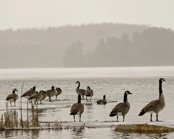 Canada Geese on ice water in the springtime with fog scenery background in their environment and habitat surrounding. Goose Image and Photo.